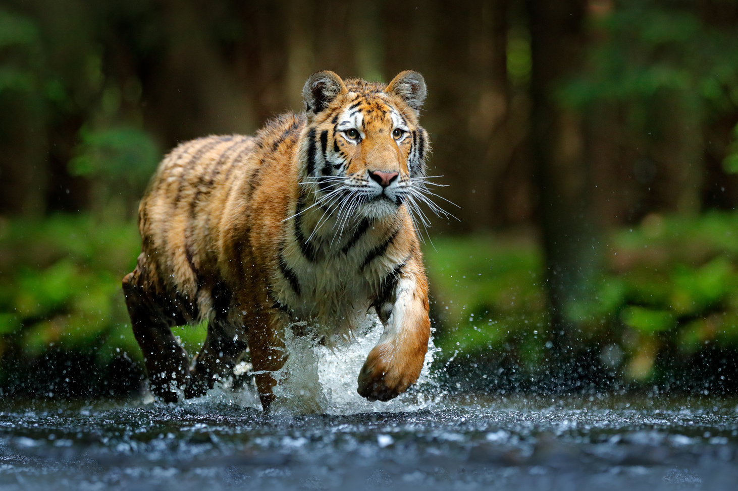 L’année 2022 marque celle du Tigre d’Eau ! Ce que ça veut dire pour votre santé